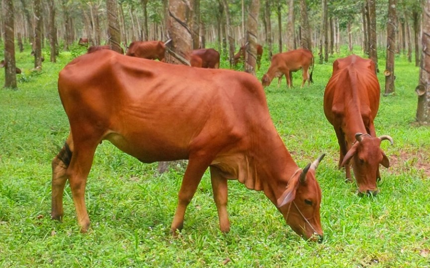 Mơ thấy bò